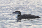 Great Northern Diver, Sallochy-Loch Lomond, Clyde