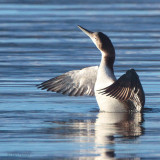 Great Northern Diver, Milarrochy-Loch Lomond, Clyde