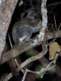 Red-tailed Sportive Lemur, Kirindy NP, Madagascar