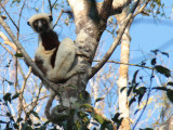 Coquerels Sifaka, Ankarafantsika NP, Madagascar