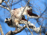 Coquerels Sifaka, Ankarafantsika NP, Madagascar