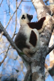Coquerel's Sifaka, Ankarafantsika NP, Madagascar
