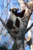 Coquerels Sifaka, Ankarafantsika NP, Madagascar