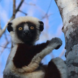 Coquerel's Sifaka, Ankarafantsika NP, Madagascar