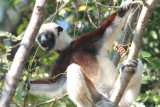 Coquerel's Sifaka, Ankarafantsika NP, Madagascar
