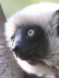 Coquerel's Sifaka, Ankarafantsika NP, Madagascar