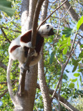 Coquerels Sifaka, Ankarafantsika NP, Madagascar