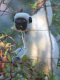 Deckens Sifaka, Tsingy de Bemaraha, Madagascar