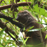 Eastern Grey Bamboo Lemur, Andasibe NP, Madagascar