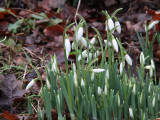 Snowdrops, Loch Lomond NNR