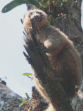 Golden Bamboo Lemur, Ranomafana NP, Madagascar