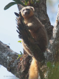 Golden Bamboo Lemur, Ranomafana NP, Madagascar