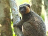 Golden Bamboo Lemur, Ranomafana NP, Madagascar