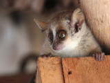 Grey Mouse Lemur, Kirindy NP, Madagascar