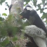 Indri, Andasibe NP, Madagascar