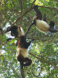 Milne-Edwardss Sifaka, Ranomafana NP, Madagascar