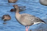 Pink-footed Goose, Caerlaverock WWT, Dumfries&Galloway
