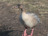 Pink-footed Goose, Caerlaverock WWT, Dumfries&Galloway