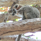 Mongoose Lemur, Katsepy Lighthouse, Madagascar
