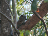 Randrianasolos Sportive Lemur, Tsingy de Bemaraha, Madagascar