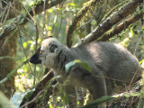 Red-fronted Brown Lemur, Ranomafana NP, Madagascar