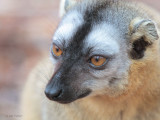 Red-fronted Brown Lemur, Kirindy NP, Madagascar