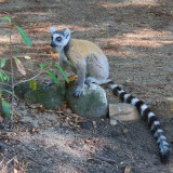 Ring-tailed Lemur, Isalo NP, Madagascar
