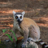 Ring-tailed Lemur, Isalo NP, Madagascar