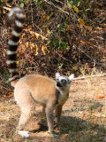 Ring-tailed Lemur, Isalo NP, Madagascar