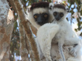 Verreauxs Sifaka, Zombitse NP, Madagascar