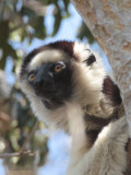 Verreauxs Sifaka, Zombitse NP, Madagascar