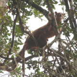 Fosa, Mantadia NP, Madagascar