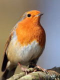 Robin, Sallochy Bay-Loch Lomond, Clyde