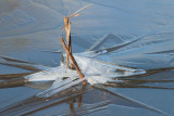 Ice patterns, Carbarns Pond, Motherwell