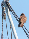 Black-eared Kite, Kadagawa Harbour, Kyushu, Japan