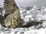 Blakistons Fish Owl, Minshuku Washi-no-yado, Rausu, Hokkaido, Japan