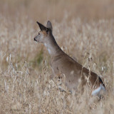 Roe Deer, Aber Bog-Loch Lomond NNR