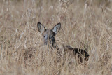 Roe Deer, Aber Bog-Loch Lomond NNR