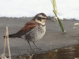 Dusky Thrush, Karuizawa, Honshu, Japan