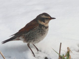 Dusky Thrush, Karuizawa, Honshu, Japan