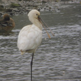 Eurasian Spoonbill, Izumi, Kyushu, Japan