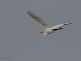 Great Egret, Izumi, Kyushu, Japan