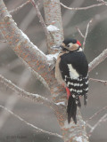 Great Spotted Woodpecker, Karuizawa, Honshu, Japan