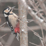 Great Spotted Woodpecker, Karuizawa, Honshu, Japan