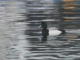 Greater Scaup, Ochiishi Harbour, Hokkaido, Japan