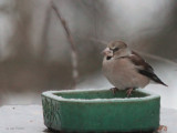 Hawfinch, Karuizawa, Honshu, Japan