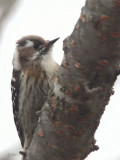 Japanese Pygmy Woodpecker, Karuizawa, Honshu, Japan