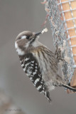 Japanese Pygmy Woodpecker, Karuizawa, Honshu, Japan