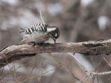 Japanese Pygmy Woodpecker, Jigokudani Monkey Park, Honshu, Japan