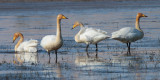 Whooper Swan, Crom Mhin Bay-Loch Lomond NNR, Clyde